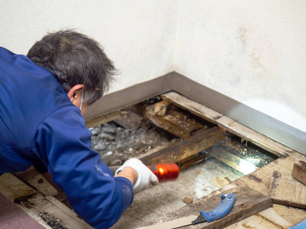Best Toxic Mold Removal  in Lely, FL
