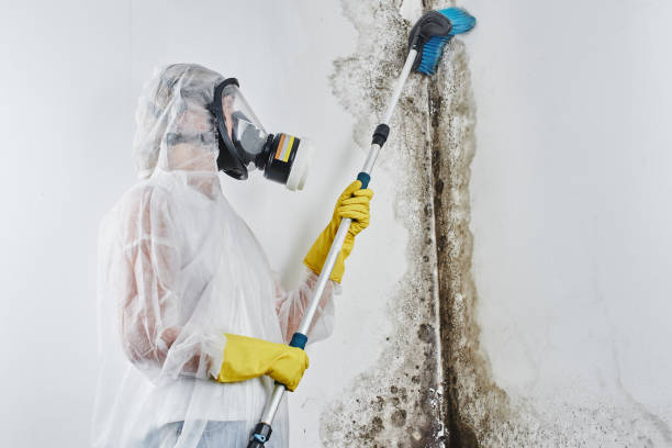 Best Commercial Mold Removal  in Lely, FL