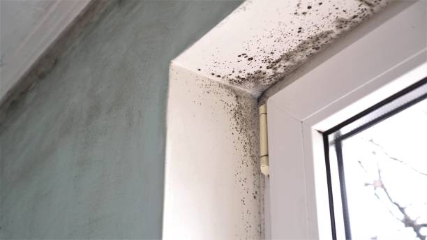 Best Residential Mold Removal  in Lely, FL