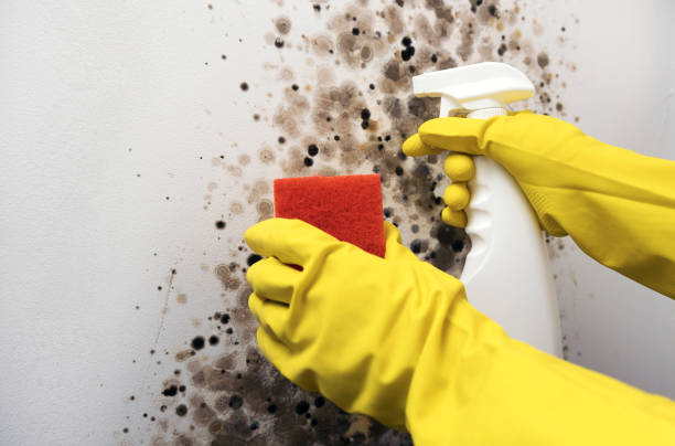 Best Mold Removal Company Near Me  in Lely, FL