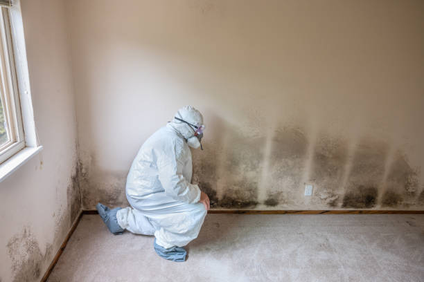 Trusted Lely, FL Mold Removal Experts