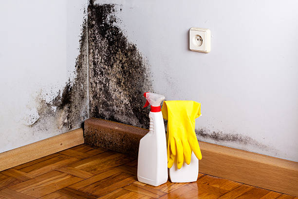 Best Black Mold Removal  in Lely, FL