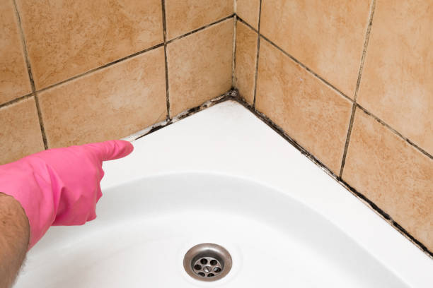 Best Fast Mold Removal  in Lely, FL
